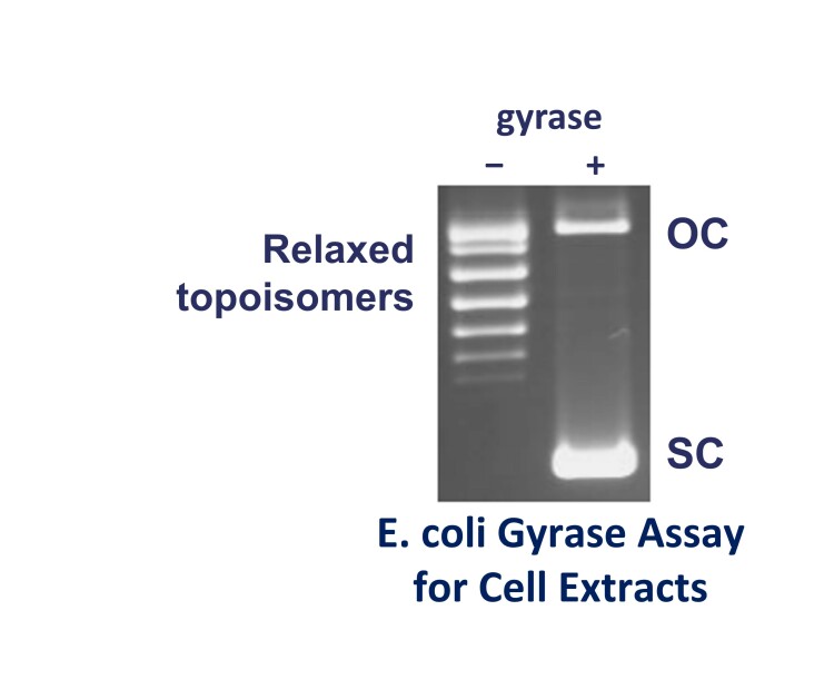 Ecoli gyrase Cell extracts